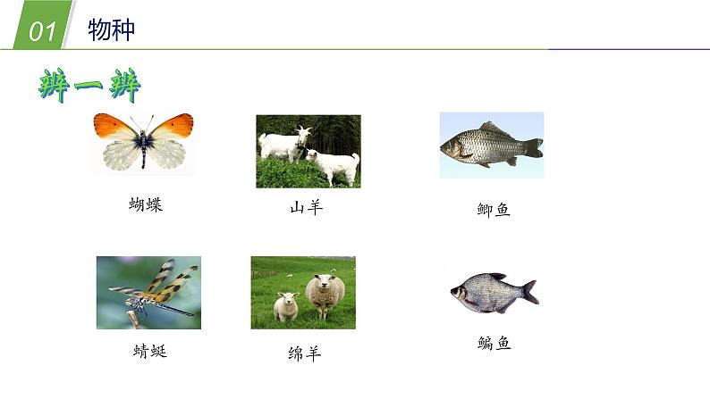 3.1生物物种多样性—华东师大版七年级科学上册课件08