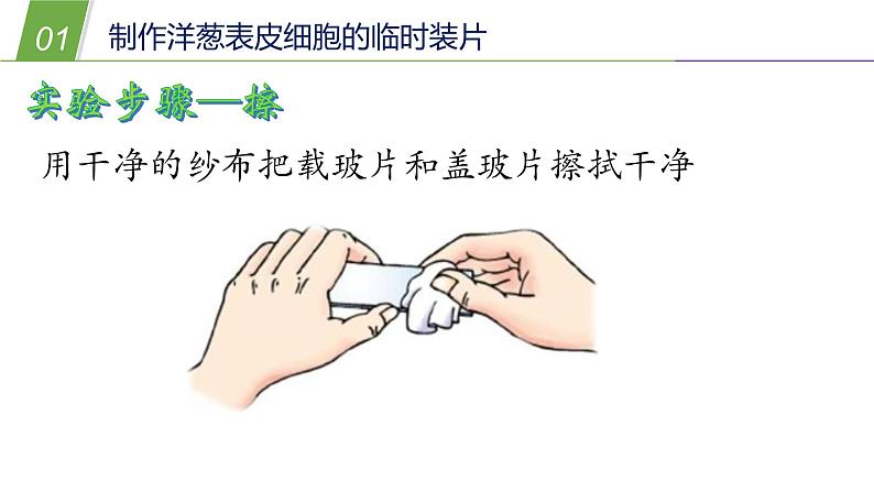 4.2 细胞2—华东师大版七年级科学上册课件第6页