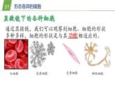 4.2 细胞3—华东师大版七年级科学上册课件