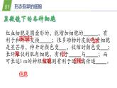 4.2 细胞3—华东师大版七年级科学上册课件