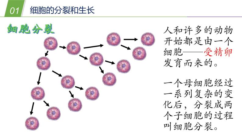 2细胞PPT课件免费下载03