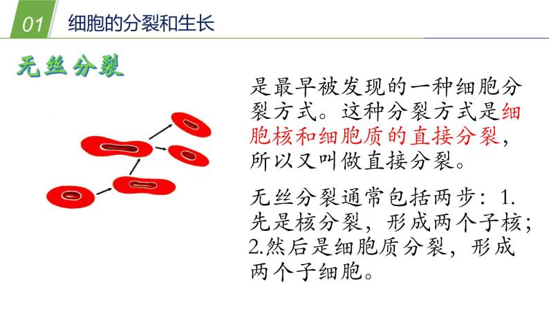 2细胞PPT课件免费下载05