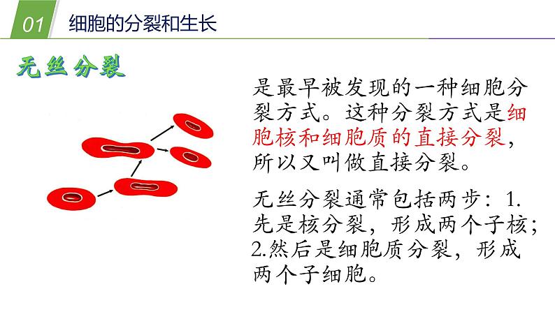 2细胞PPT课件免费下载05