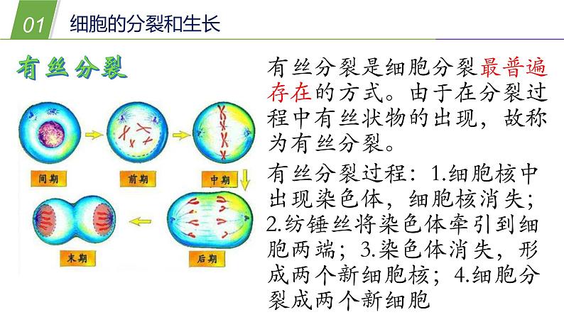 2细胞PPT课件免费下载06