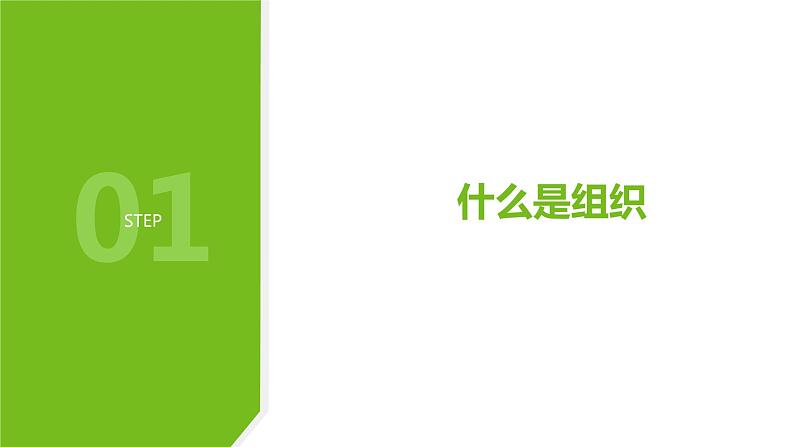 4.3 组织、器官和系统1—华东师大版七年级科学上册课件02