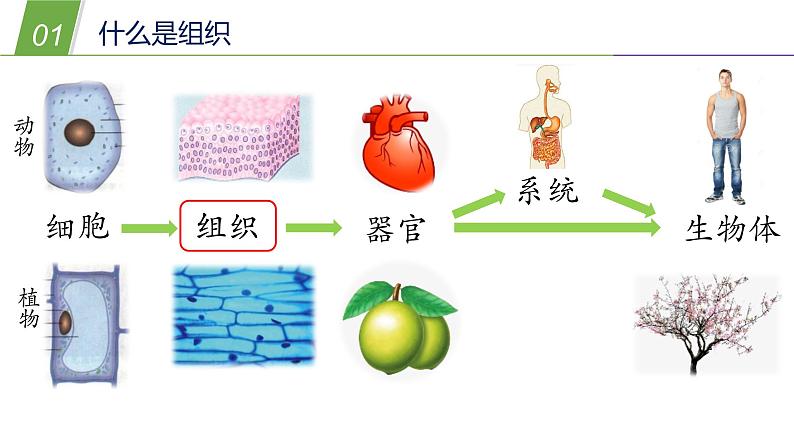 4.3 组织、器官和系统1—华东师大版七年级科学上册课件04