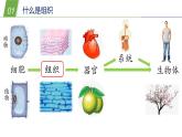 4.3 组织、器官和系统1—华东师大版七年级科学上册课件