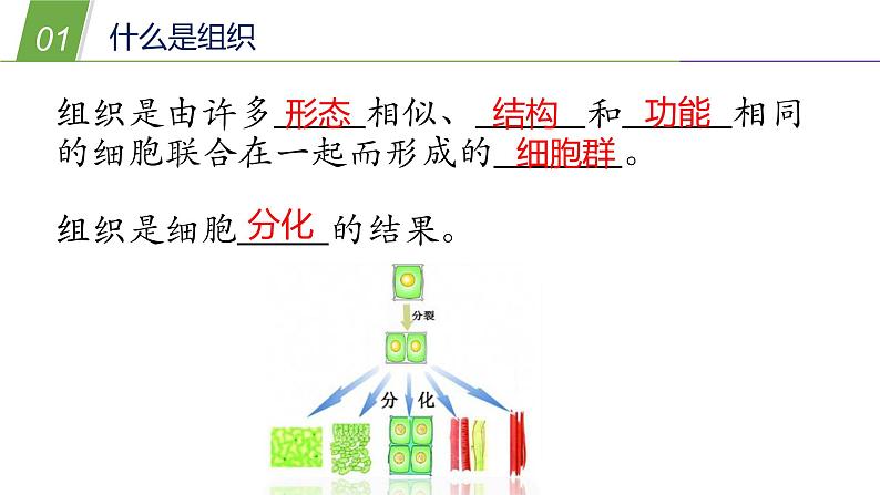 4.3 组织、器官和系统1—华东师大版七年级科学上册课件05