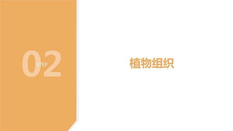 4.3 组织、器官和系统1—华东师大版七年级科学上册课件06