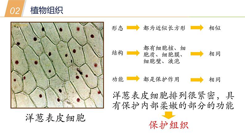 4.3 组织、器官和系统1—华东师大版七年级科学上册课件07