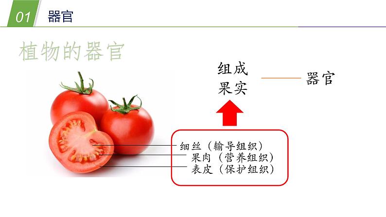 组织、器官和系统PPT课件免费下载03