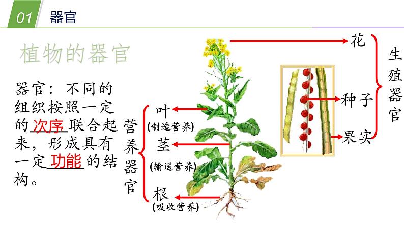 组织、器官和系统PPT课件免费下载04