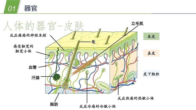 组织、器官和系统PPT课件免费下载06