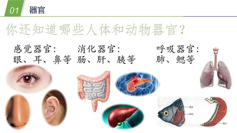 组织、器官和系统PPT课件免费下载08