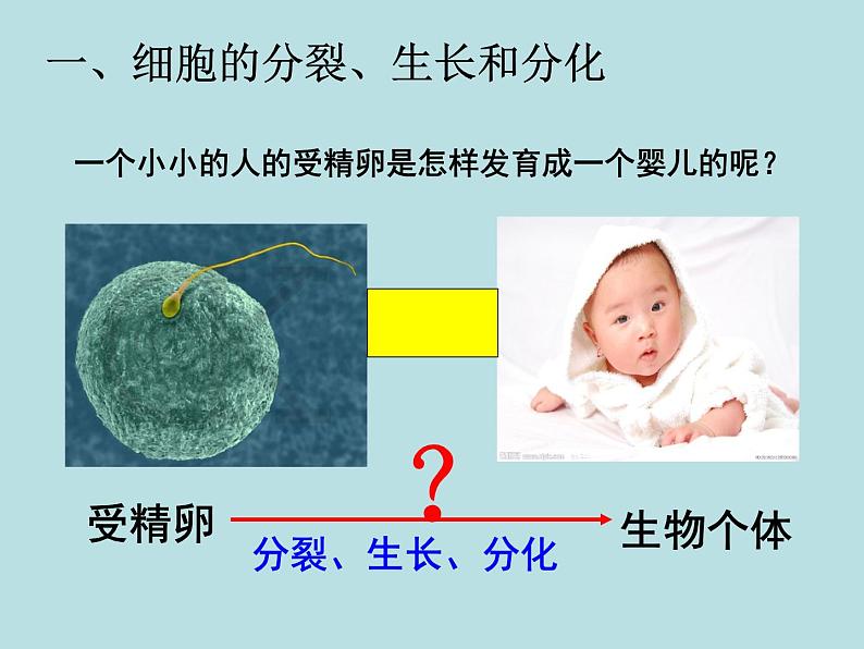 2.3  生物体的结构层次（第1课时）—浙教版七年级科学上册课件(共15张PPT)03