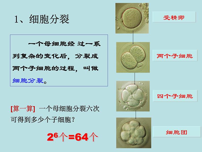 2.3  生物体的结构层次（第1课时）—浙教版七年级科学上册课件(共15张PPT)04