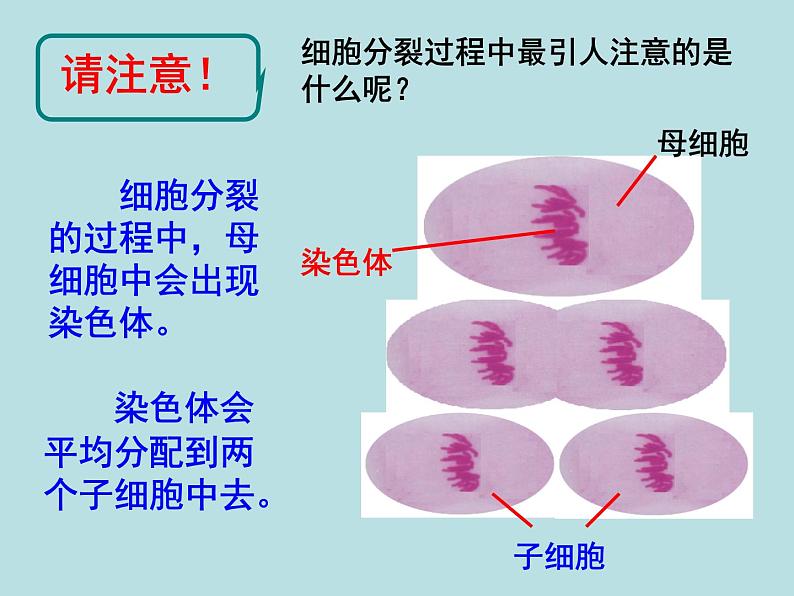 2.3  生物体的结构层次（第1课时）—浙教版七年级科学上册课件(共15张PPT)06