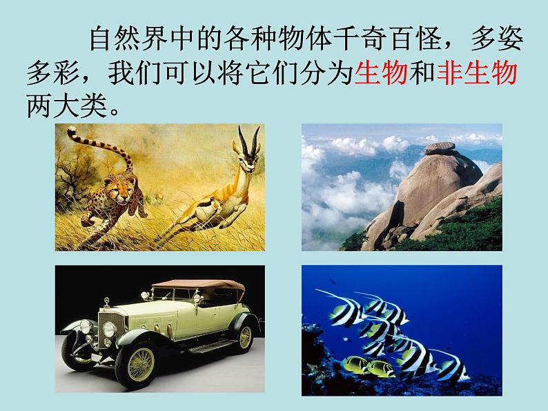 2.1 生物与非生物—浙教版七年级科学上册课件+素材02