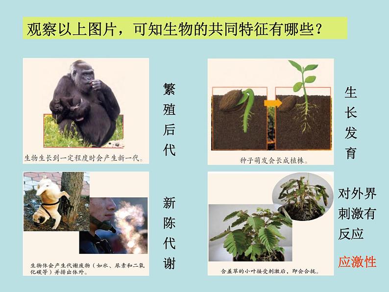 2.1 生物与非生物—浙教版七年级科学上册课件+素材04