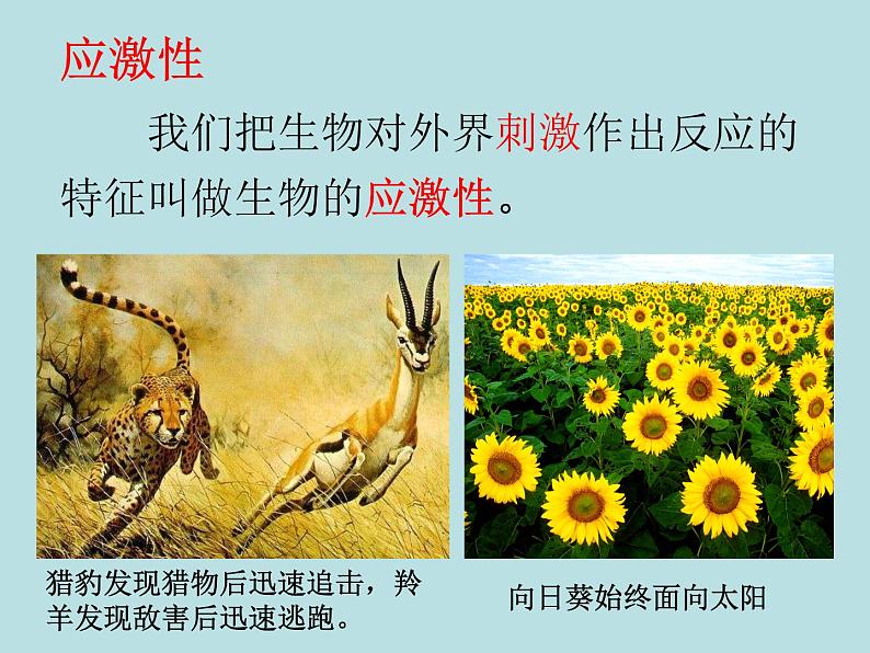 2.1 生物与非生物—浙教版七年级科学上册课件+素材05