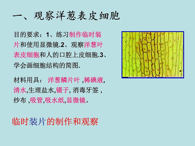 2.2  细胞（第3课时）—浙教版七年级科学上册课件+素材04