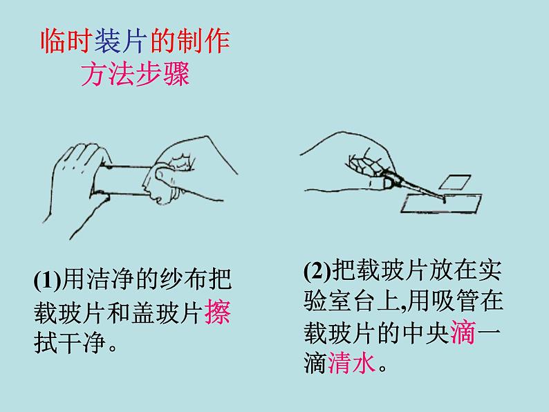 第2章第2节 细胞（第3课时）第5页