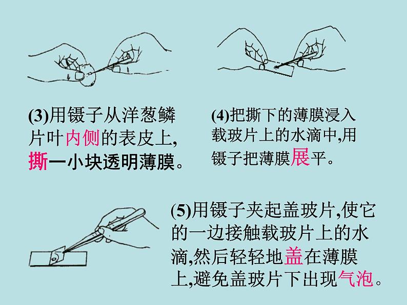 第2章第2节 细胞（第3课时）第6页