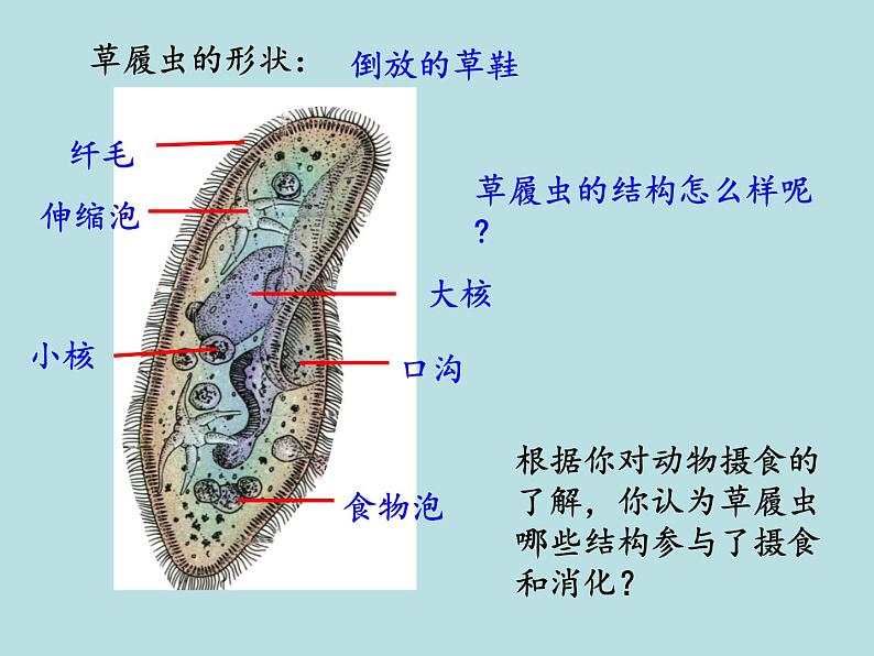 2.6  物种的多样性（第1课时）—浙教版七年级科学上册课件+素材08