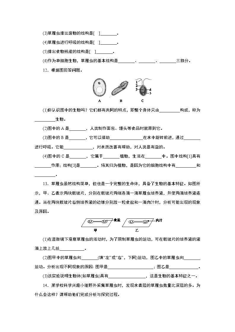 浙教版  七年级上册 2.6 第1课时　单细胞生物　多细胞生物练习题03