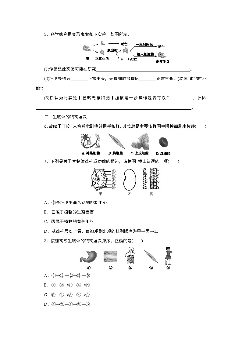 专题训练--细胞和生物体的结构层次02