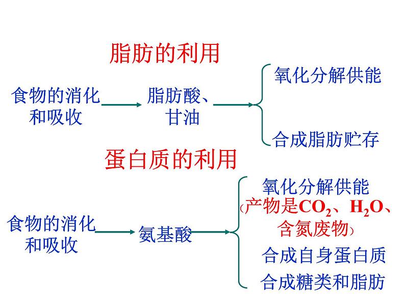 体内物质的动态平衡PPT课件免费下载03