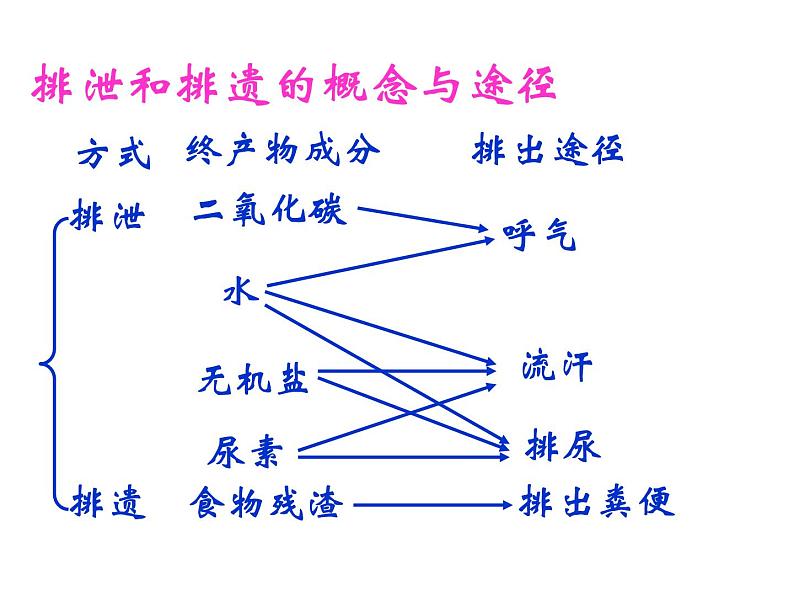 体内物质的动态平衡PPT课件免费下载07