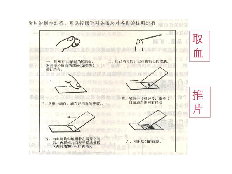 2021-2022学年度浙教版九年级科学上册课件 4.3体内物质的运输第6页