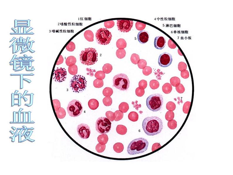 2021-2022学年度浙教版九年级科学上册课件 4.3体内物质的运输第7页