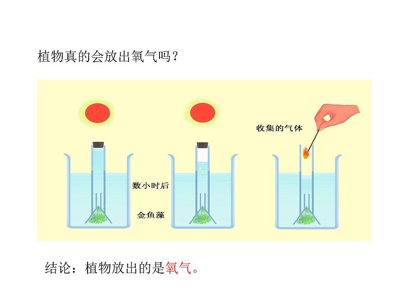 2021-2022学年年浙教版八年级科学下册课件 第6节  光合作用第3页