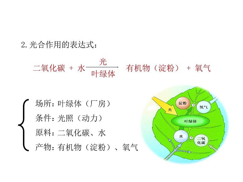 2021-2022学年年浙教版八年级科学下册课件 第6节  光合作用第5页