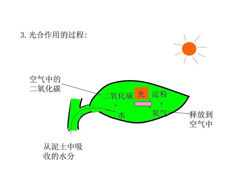 2021-2022学年年浙教版八年级科学下册课件 第6节  光合作用第6页