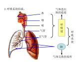 2021-2022学年年浙教版八年级科学下册课件 第5节  生物的呼吸和呼吸作用