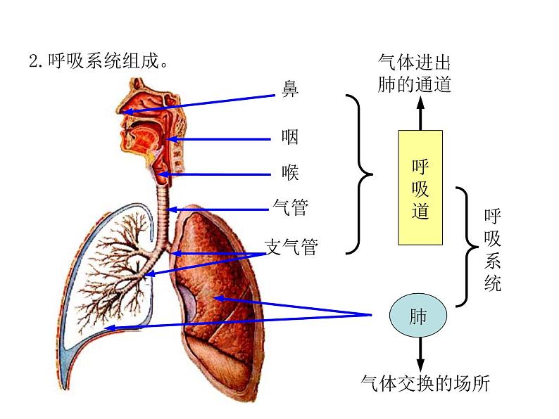 2021-2022学年年浙教版八年级科学下册课件 第5节  生物的呼吸和呼吸作用第4页