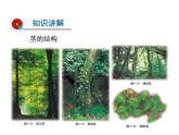 2021-2022学年年浙教版八年级科学下册课件 第4节  植物的茎与物质运输