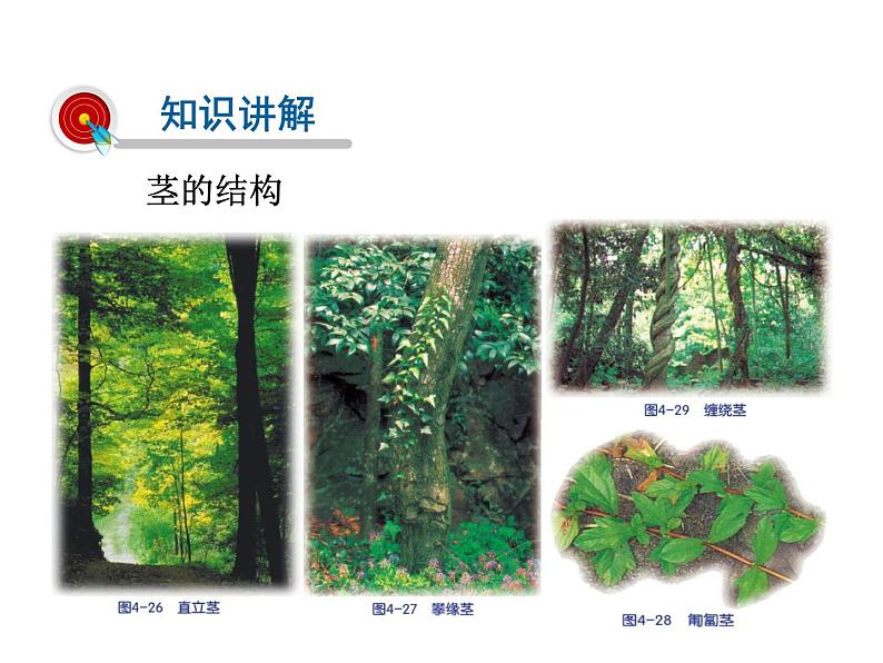 2021-2022学年年浙教版八年级科学下册课件 第4节  植物的茎与物质运输第3页