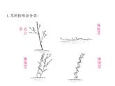 2021-2022学年年浙教版八年级科学下册课件 第4节  植物的茎与物质运输