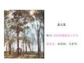 2021-2022学年年浙教版八年级科学下册课件 第4节  植物的茎与物质运输
