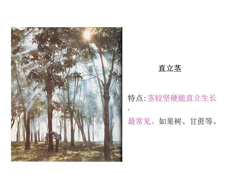 2021-2022学年年浙教版八年级科学下册课件 第4节  植物的茎与物质运输第5页