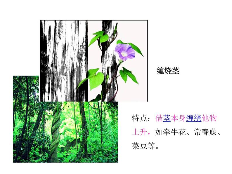 2021-2022学年年浙教版八年级科学下册课件 第4节  植物的茎与物质运输第6页