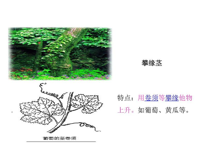 2021-2022学年年浙教版八年级科学下册课件 第4节  植物的茎与物质运输第8页