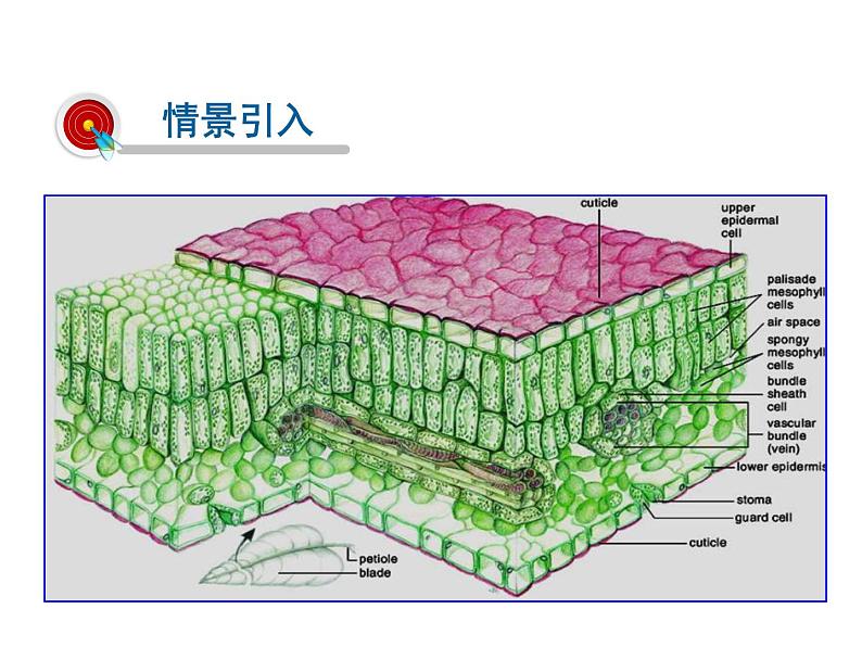 2021-2022学年年浙教版八年级科学下册课件 第5节 植物的叶与蒸腾作用第2页