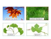 2021-2022学年年浙教版八年级科学下册课件 第5节 植物的叶与蒸腾作用