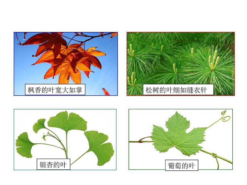 2021-2022学年年浙教版八年级科学下册课件 第5节 植物的叶与蒸腾作用第5页