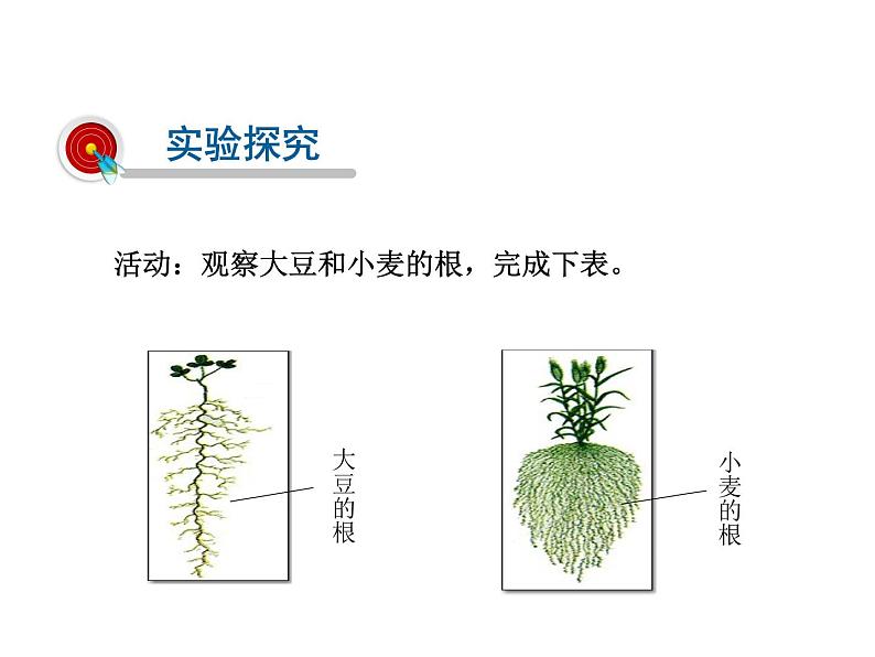 2021-2022学年年浙教版八年级科学下册课件 第3节  植物的根与物质吸收第4页